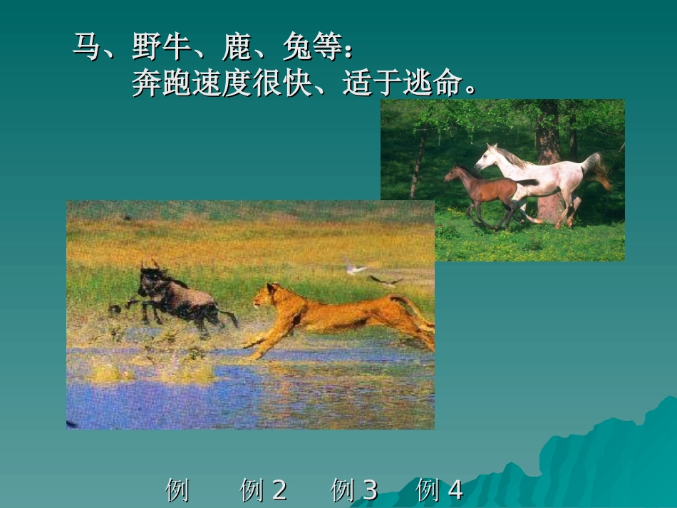 动物的生存本领_第3页