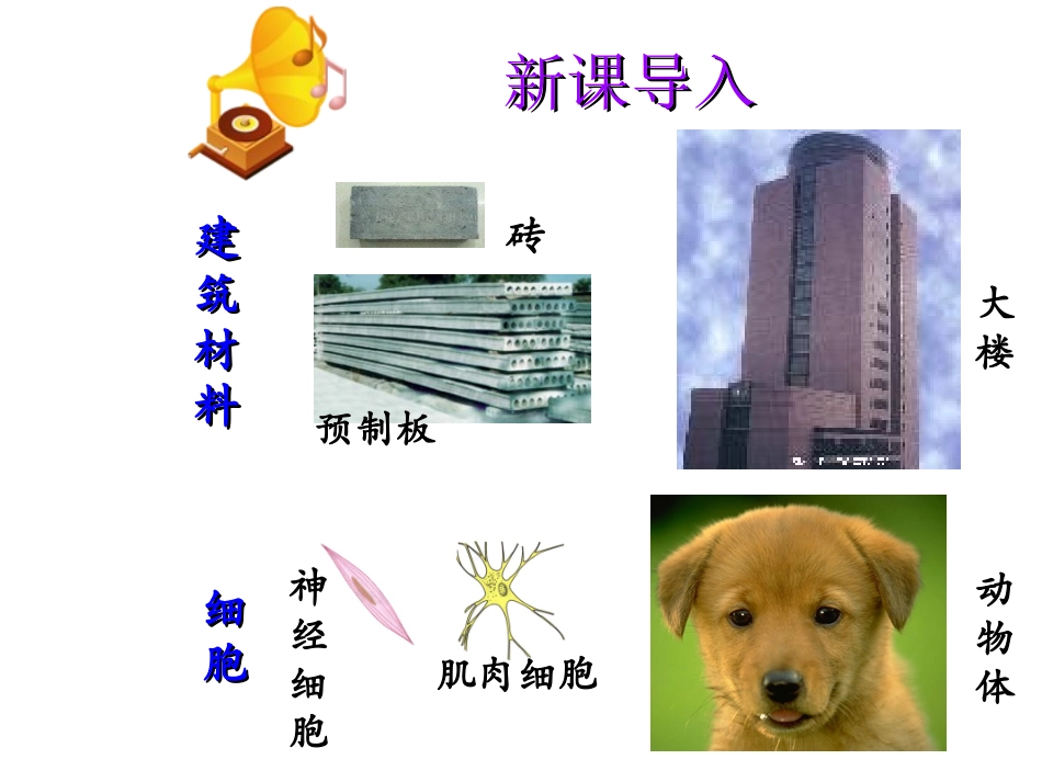 动物体的结构层次_第1页