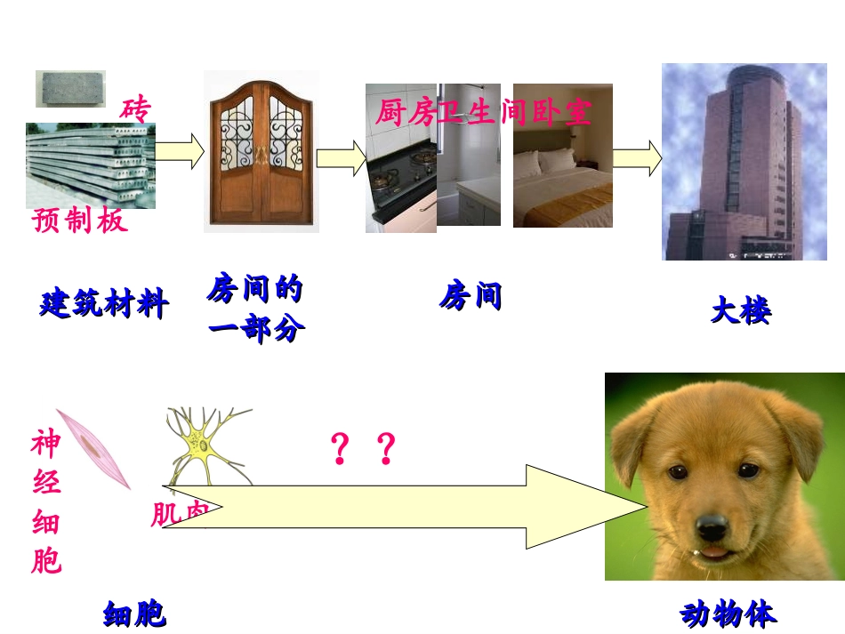 动物体的结构层次_第2页