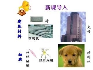 动物体的结构层次