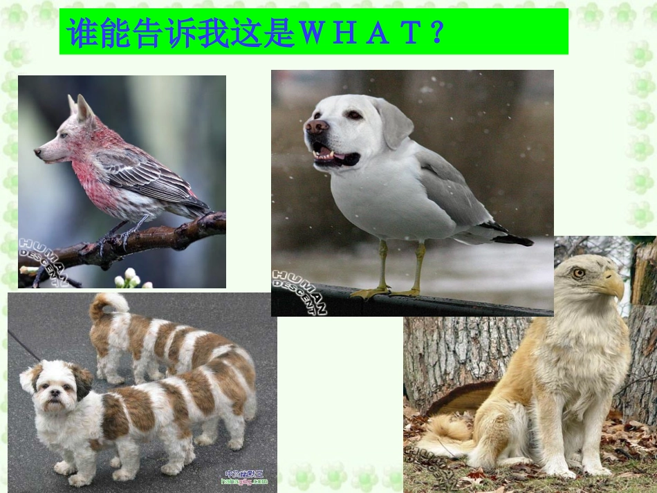 基因工程及其应用课件_第2页