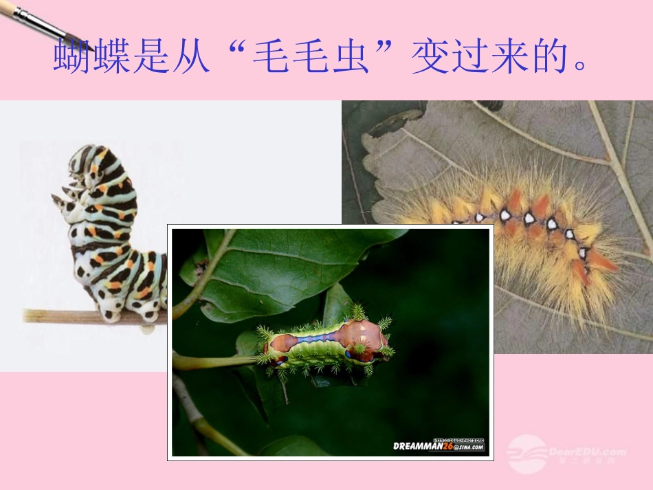 八年级生物上册《动物的生殖和发育》课件2-北师大版_第3页