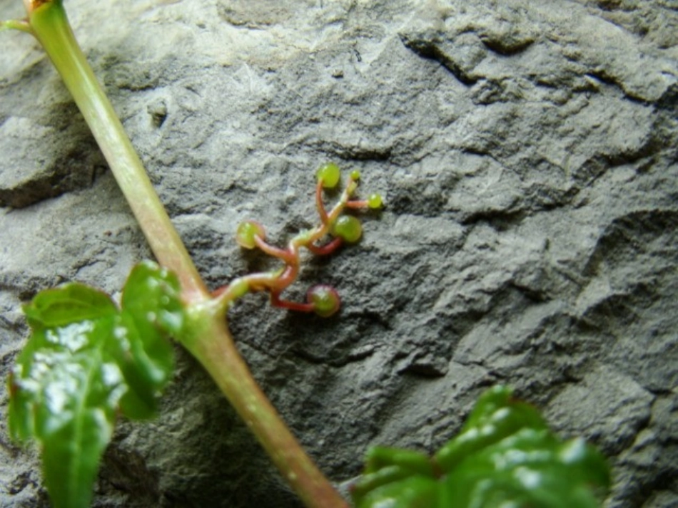 爬山虎的脚课件 (2)_第3页