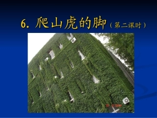爬山虎的脚课件 (2)