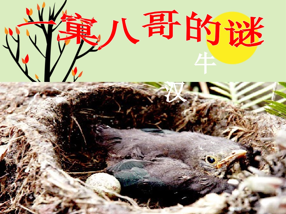 《一窠八哥的谜》课件_第1页