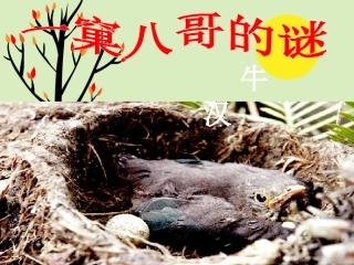 《一窠八哥的谜》课件
