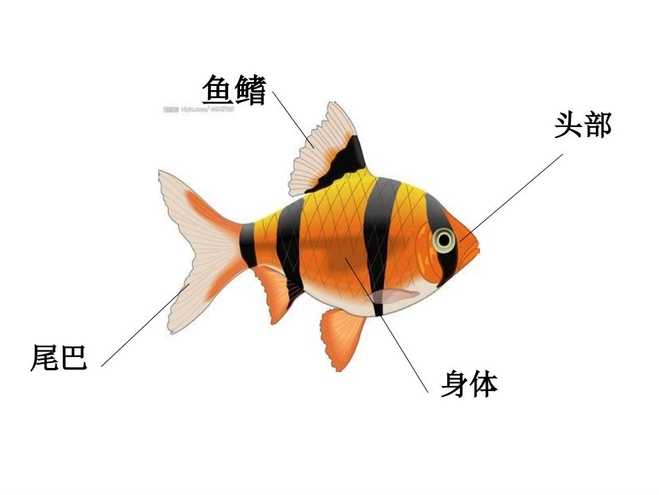 各种各样的鱼课件_第2页