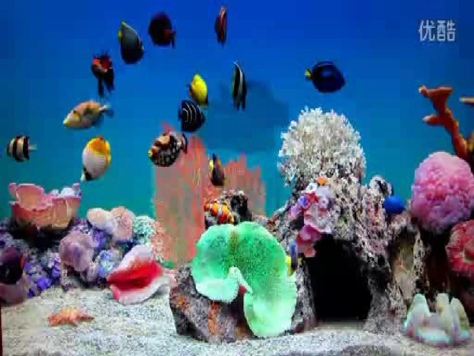 各种各样的鱼课件_第3页