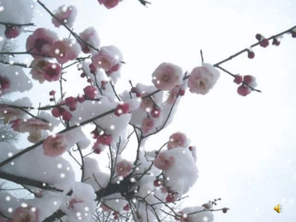 踏雪寻梅课件_第2页