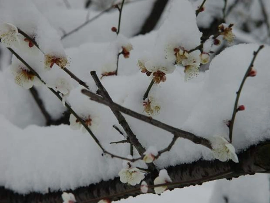 踏雪寻梅课件_第3页