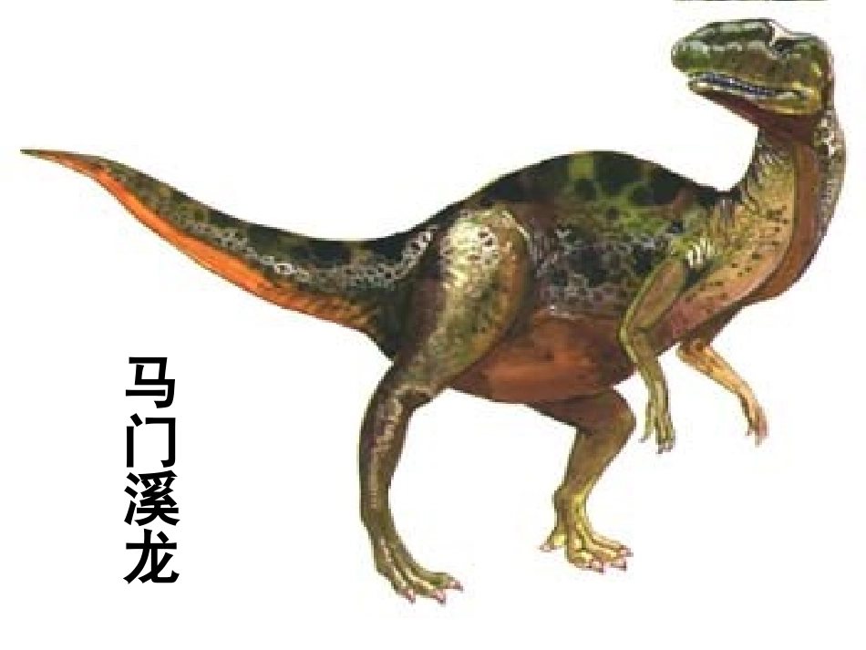 《五彩龙鸟》读书分享_第1页
