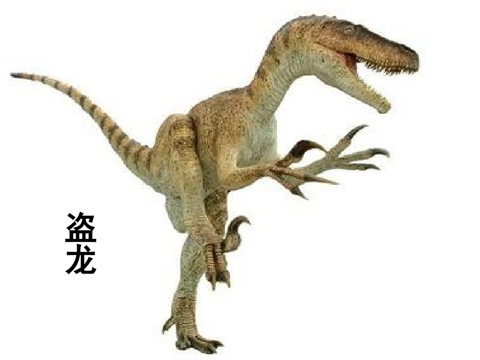《五彩龙鸟》读书分享_第2页