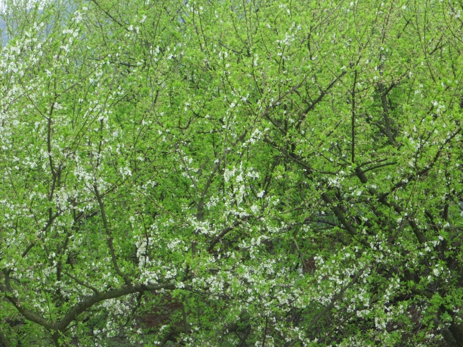 触摸春天(课件)_第3页