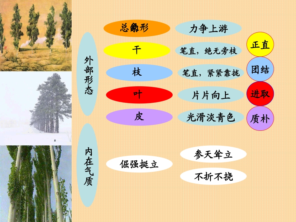 九年级语文上册-第一单元第1课《白杨礼赞》课件-语文版_第3页