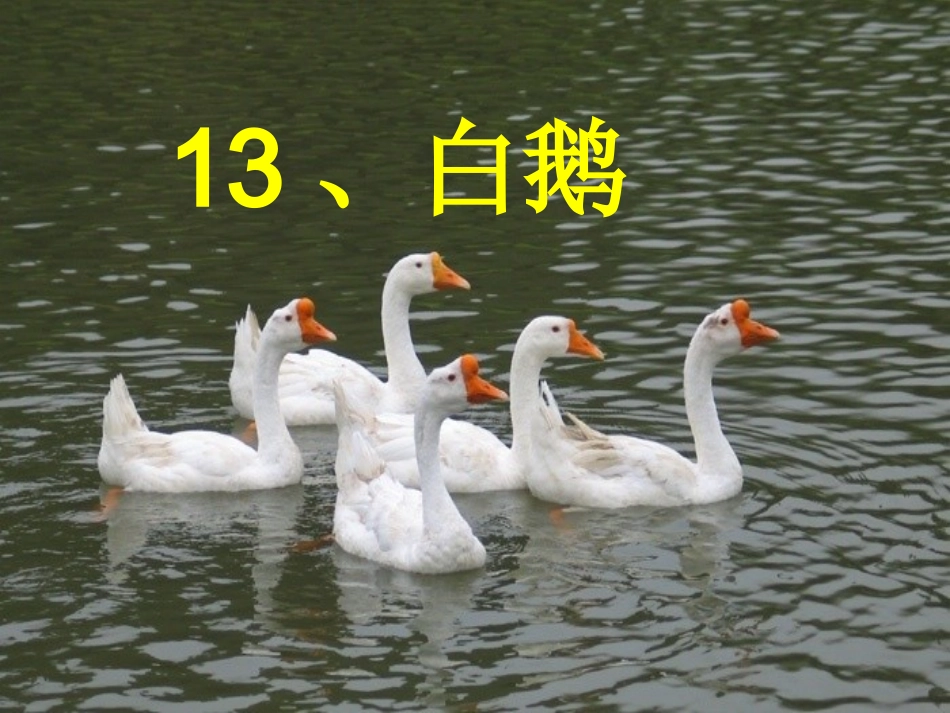 白鹅第二课时刘_第1页