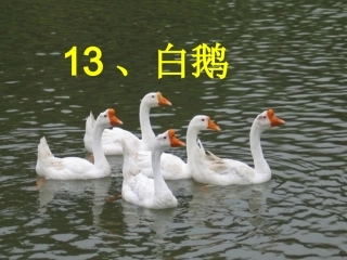 白鹅第二课时刘