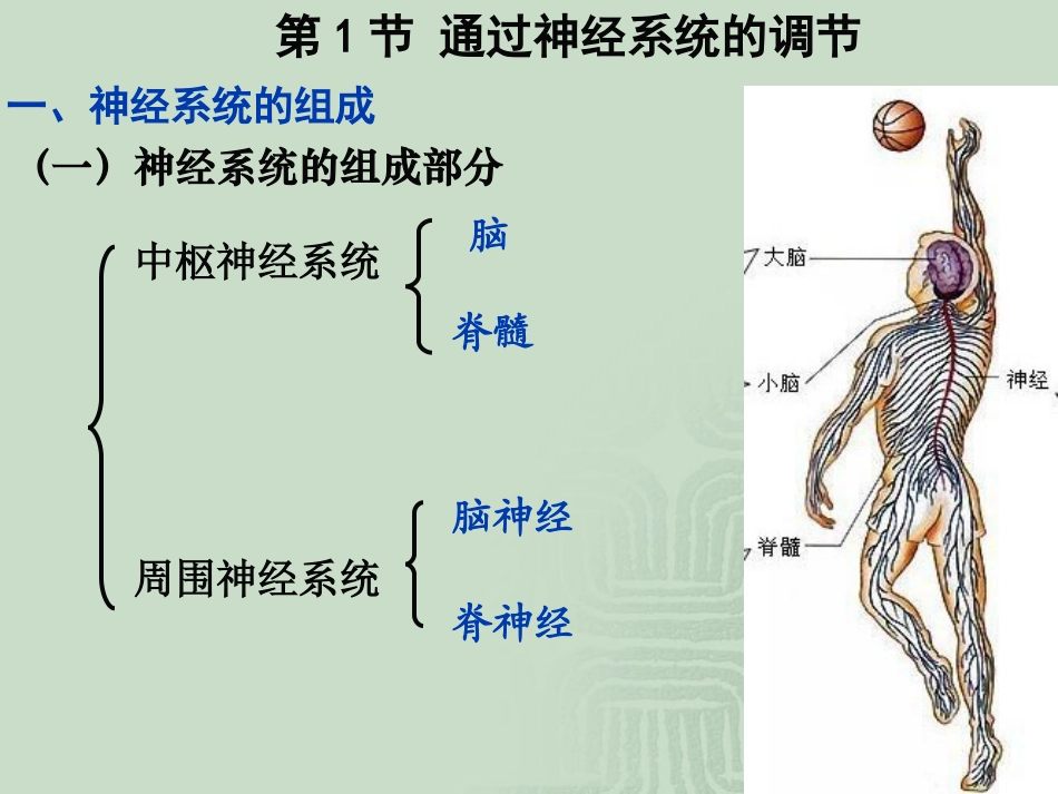 2.1《通过神经系统的调节》-史仲晟_第2页