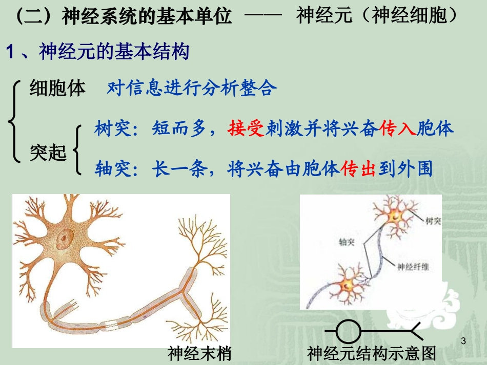 2.1《通过神经系统的调节》-史仲晟_第3页