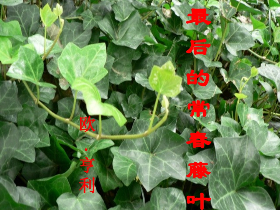 最后常春藤叶_第1页
