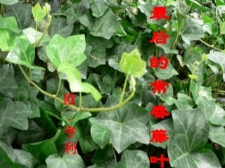 最后常春藤叶