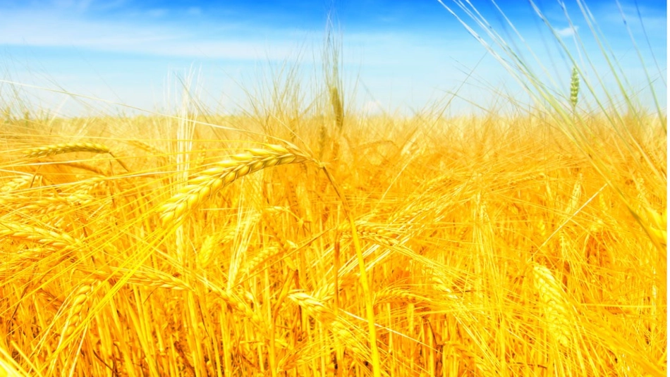 唱：丰收之歌打麦号子_第1页