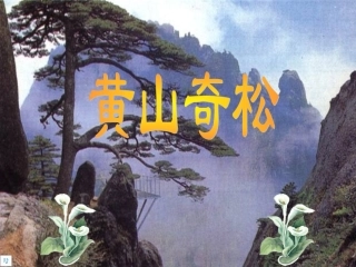 黄山奇松.ppt3