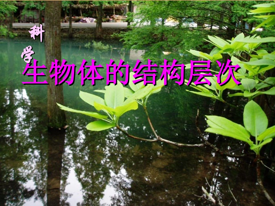 浙江省温州市平阳县鳌江镇第三中学七年级科学上册-2.6生物体的结构层次课件-浙教版_第1页