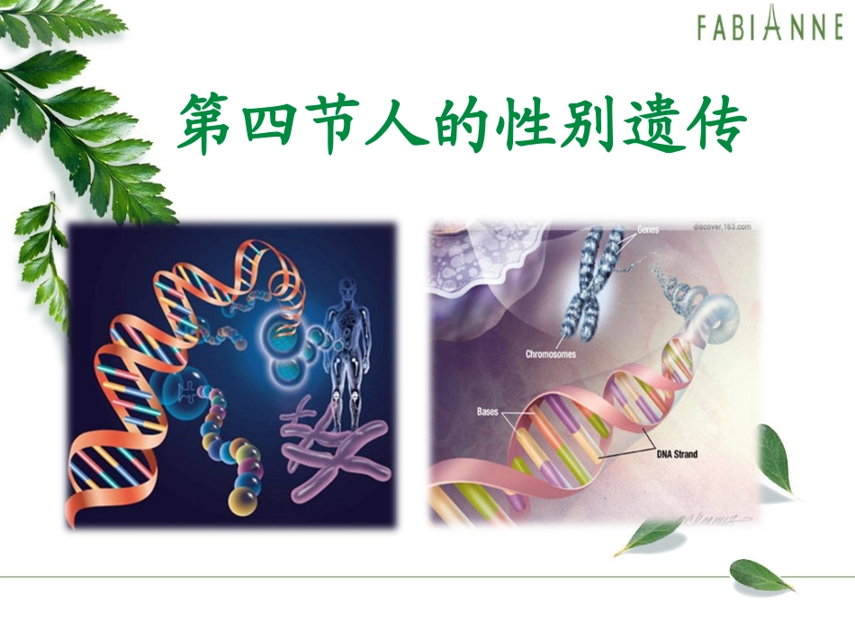 八下生物第二章第四节人的性别遗传课件_第2页