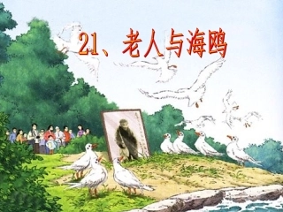 《老人与海鸥》课件