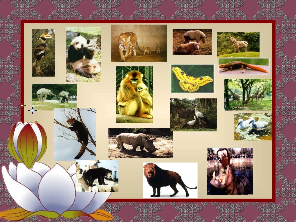 保护小动物dongwu_第2页