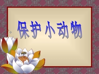 保护小动物dongwu