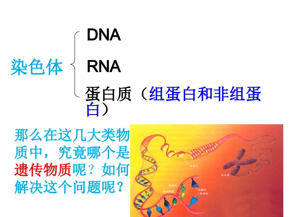 核酸是遗传物质的证据姚益娟_第2页