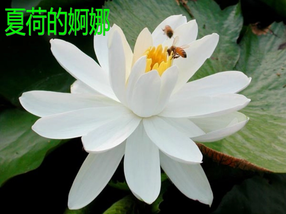 大自然的语言（课件）_第2页