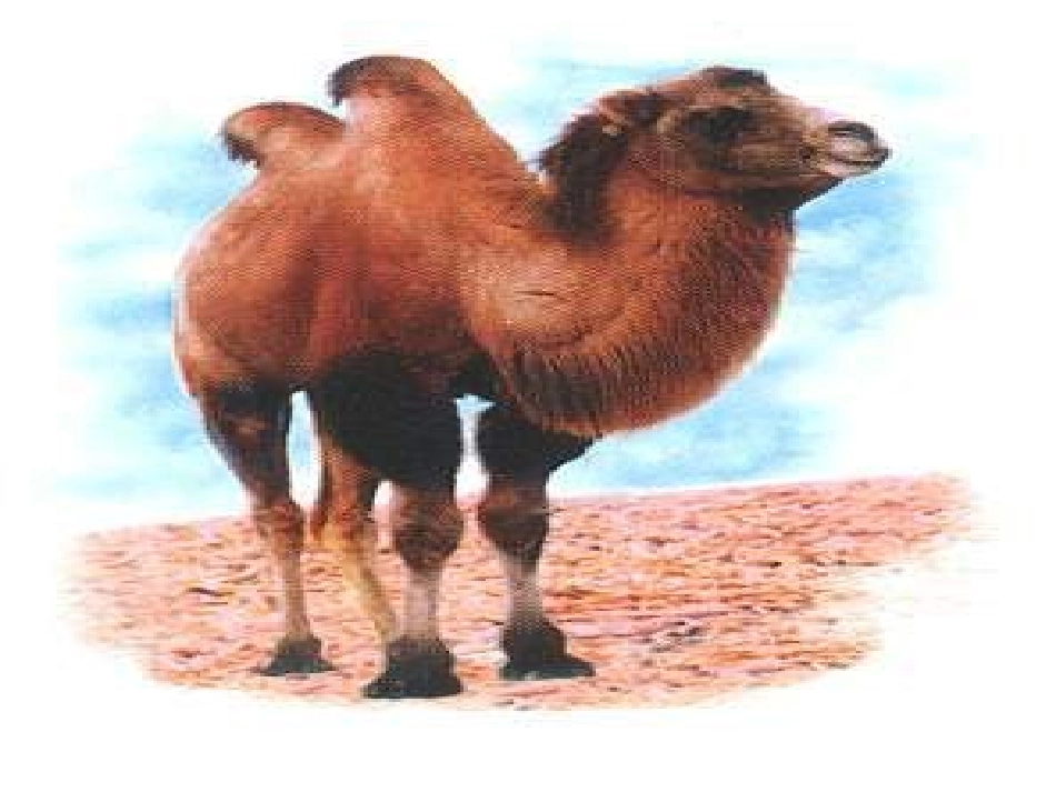 语文找骆驼._第2页