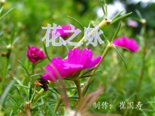 北师大版小学四下《花之咏》课件2011
