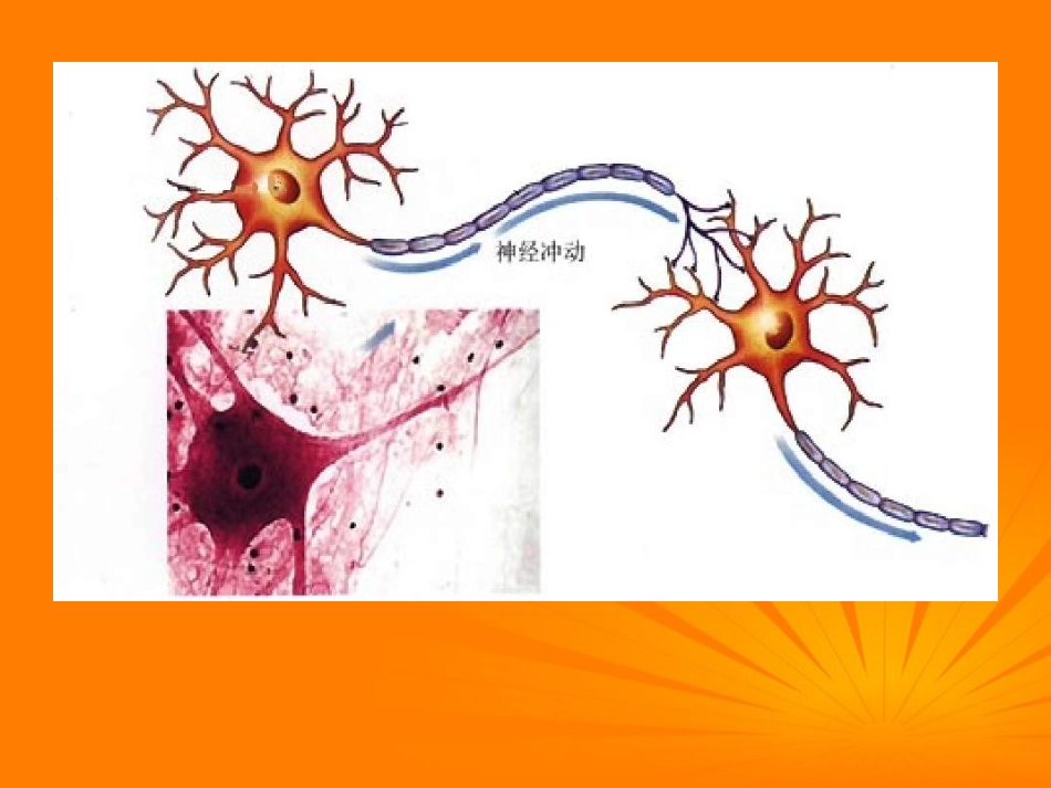 浙江省温州市平阳县腾蛟一中八年级科学上册-《3.3神经调节》课件一-浙教版_第1页