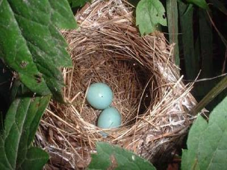 两只鸟蛋课件课件_第2页