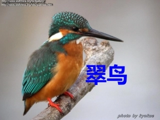 《翠鸟》公开课课件