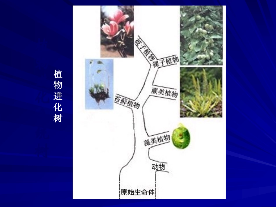 植物的主要类群第一课时_第2页
