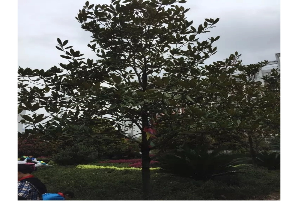 作文：中心花坛_第3页