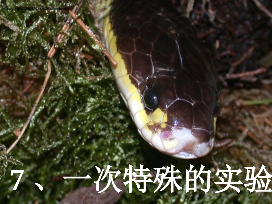 一次特殊的实验四上_第1页