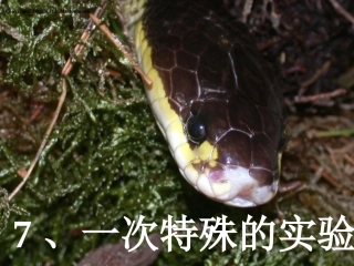 一次特殊的实验四上