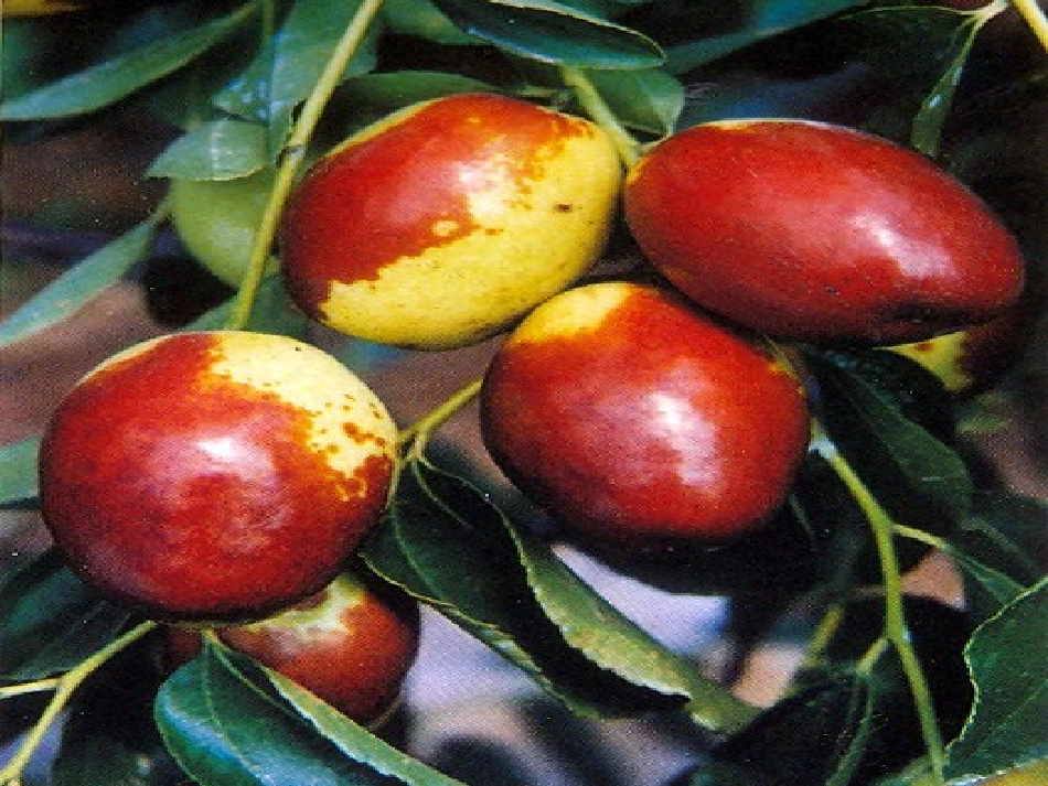 秋天的收获课件_第3页