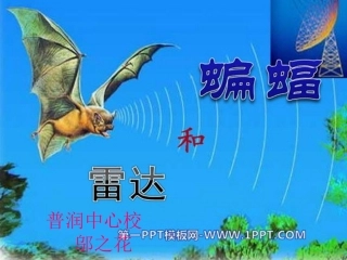 蝙蝠和雷达 (4)