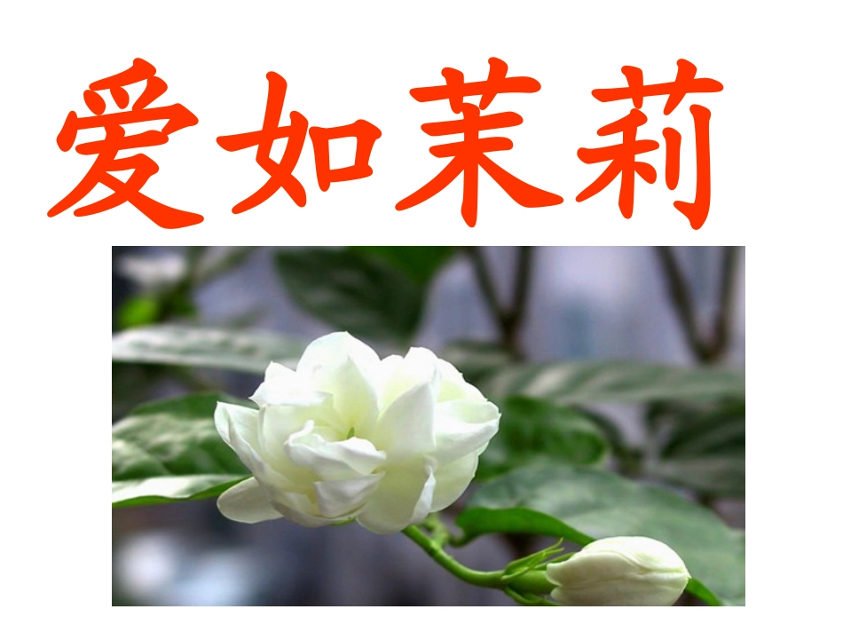 《爱如茉莉》_第1页