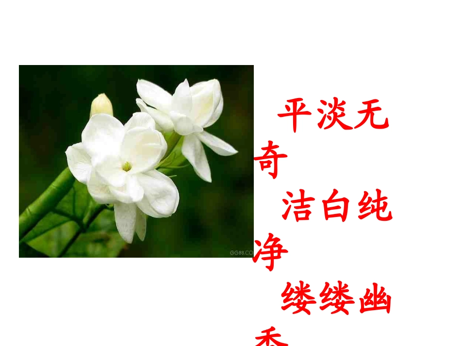 《爱如茉莉》_第2页