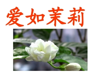 《爱如茉莉》