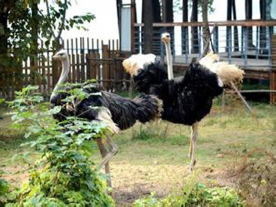 《鸡兔同笼》 (3)_第2页