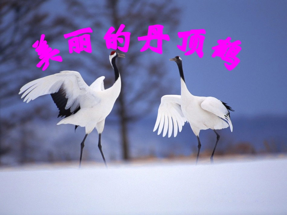 美丽的丹顶鹤 (2)_第1页