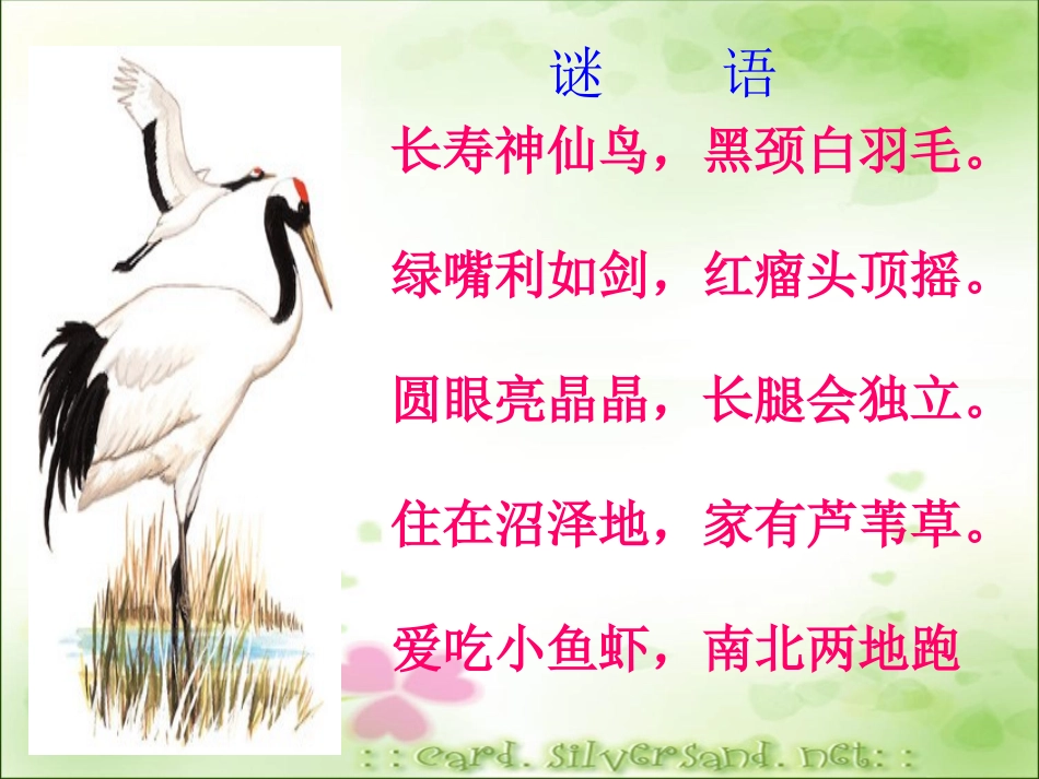 美丽的丹顶鹤 (2)_第2页